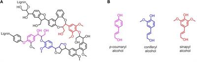 Biotransformation of Lignin by an Artificial Heme Enzyme Designed in Myoglobin With a Covalently Linked Heme Group